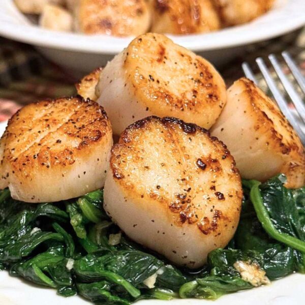 Scallop